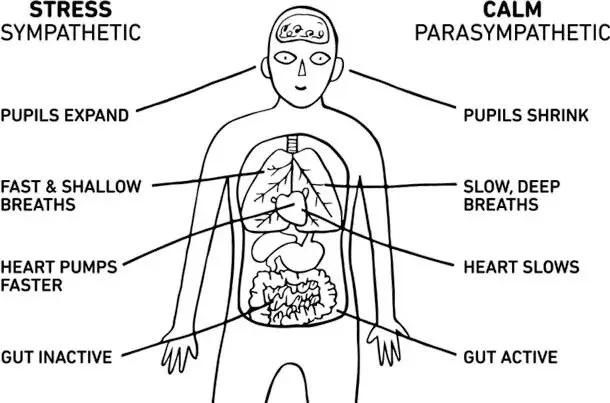 Illustration demonstrates the difference between the sympathetic and parasympathetic nervous system.